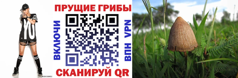 Псилоцибиновые грибы Cubensis  Югорск 
